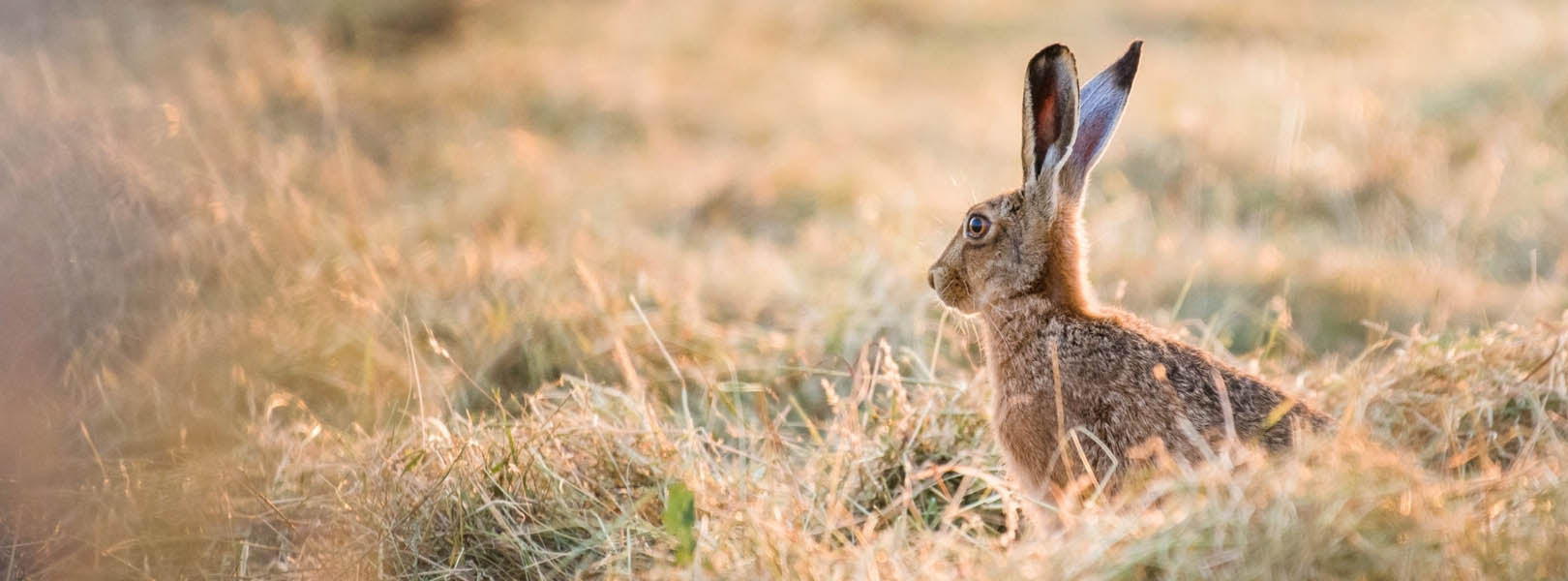 Hare in a field of tall grass