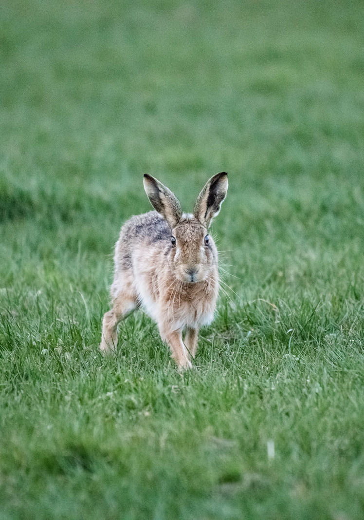 Hare in a field of green grass