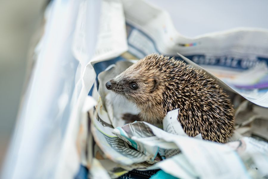 Hedgehog in a box with shredded newspaper
