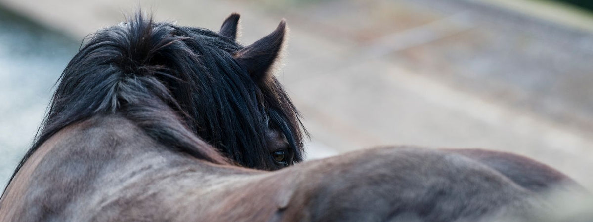 Close-up of a horse with dark brown coat and black mane, shown from behind in an outdoor setting with a blurred background.