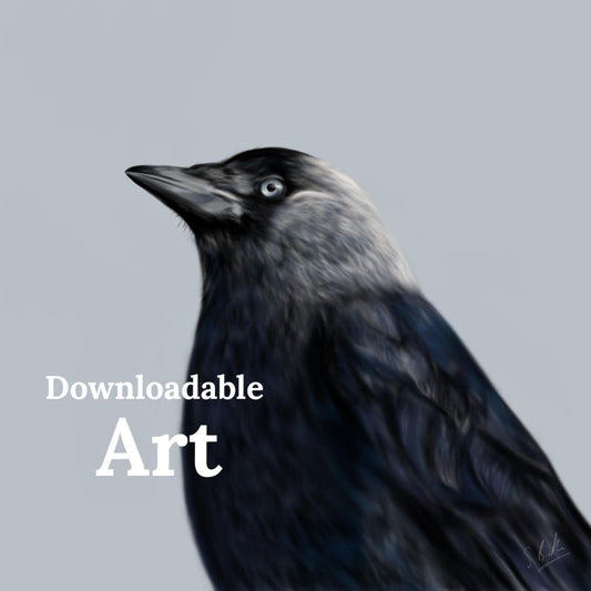 Jackdaw - Downloadable Art - sarahbrabbin