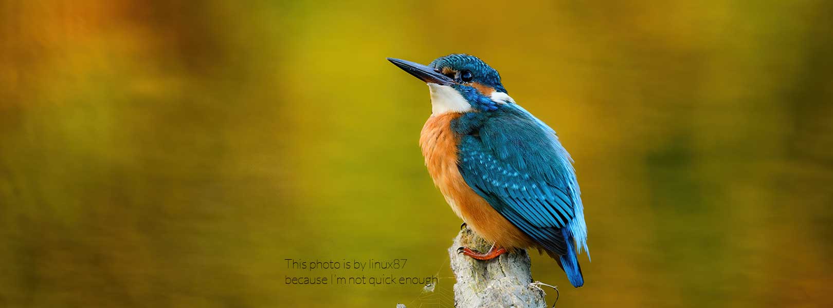 Blue and orange kingfisher bird perched on a branch with a blurred natural background