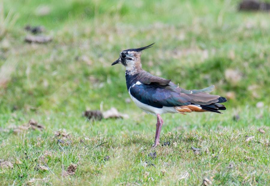 Ceramic Lapwing Sculpture
