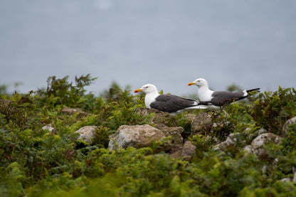 2 Lesser Black Backed Gulls