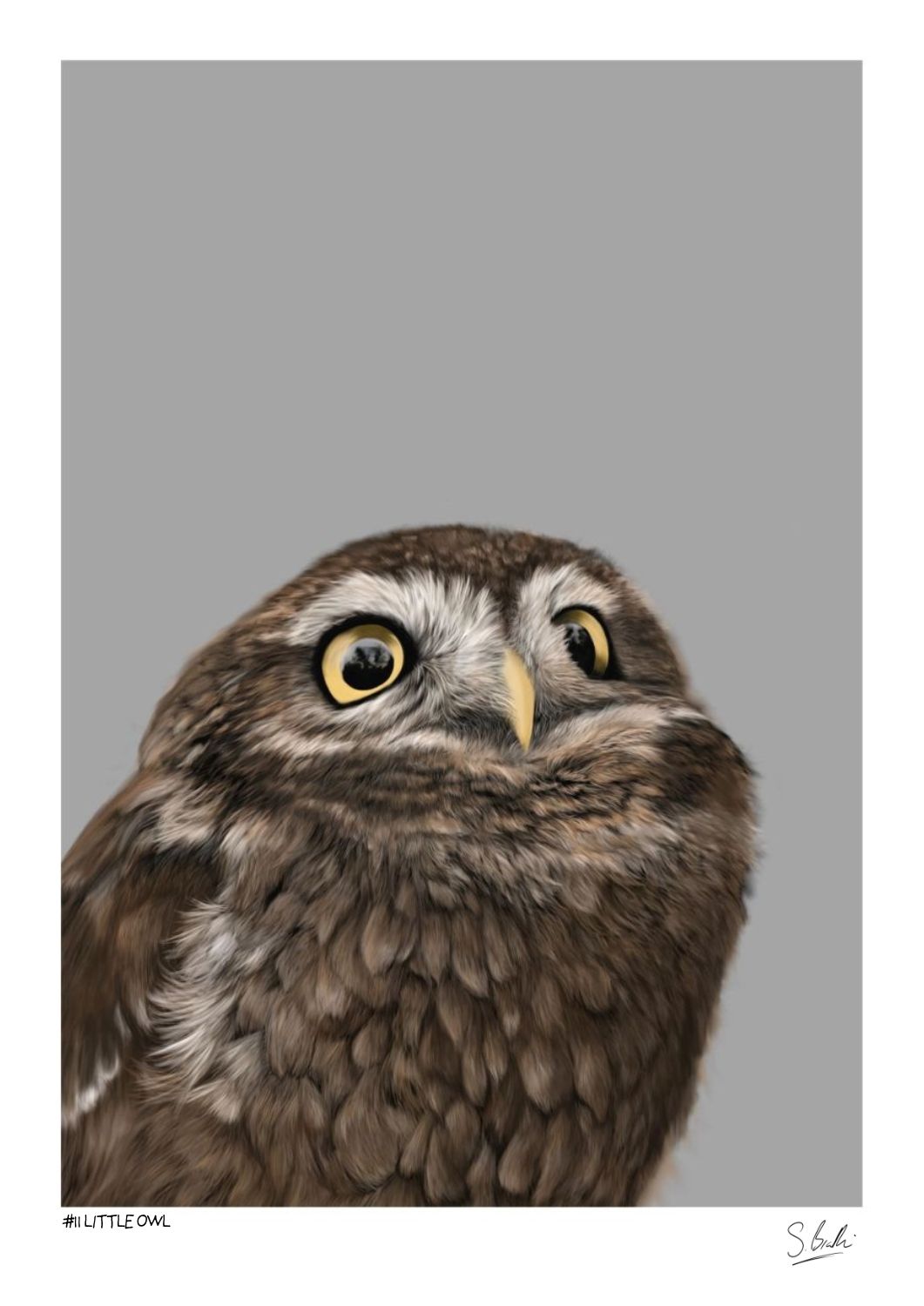 A detailed artwork of a Little Owl against a grey background