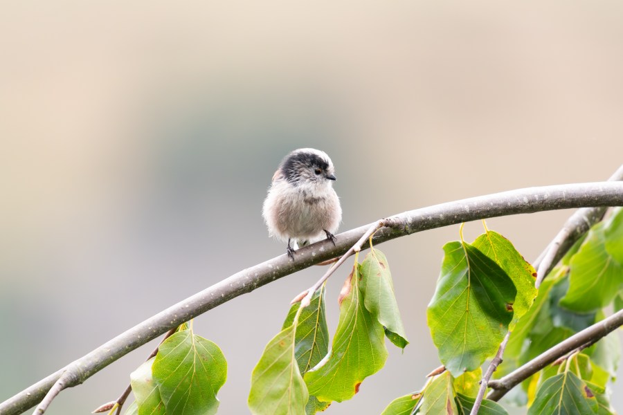 Long-tailed tit perched on a branch with green leaves