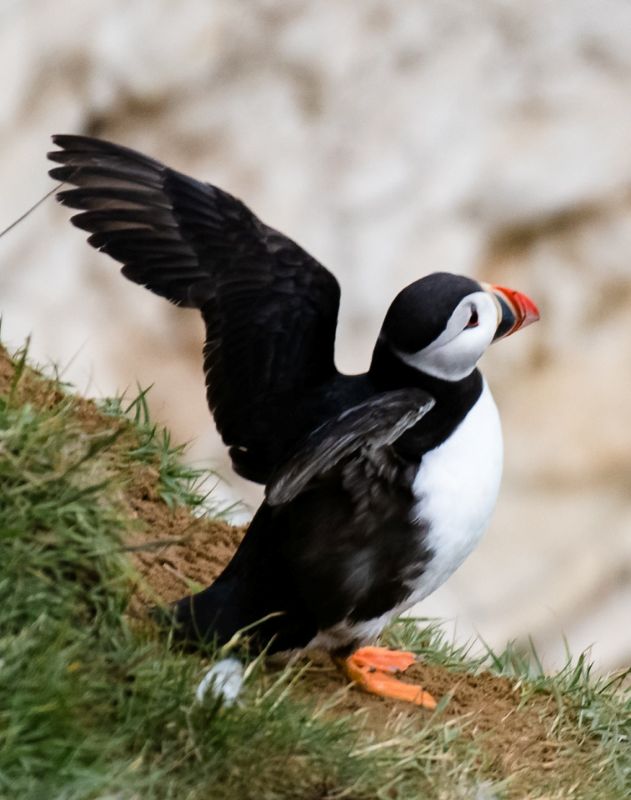 Puffin with black and white feathers, orange webbed feet, and a colorful beak, wings spread on a grassy cliff