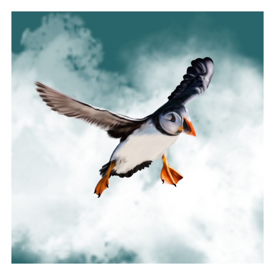 Puffin Flight - Limited Edition Wildlife Art