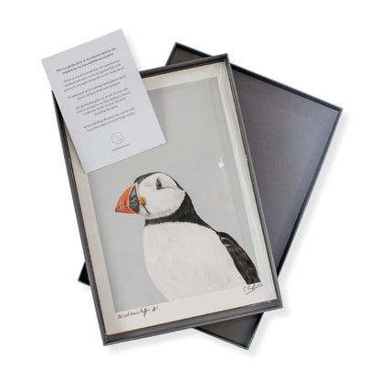 An A4 signed and numbered print of a Puffin in a luxury grey box with a care card