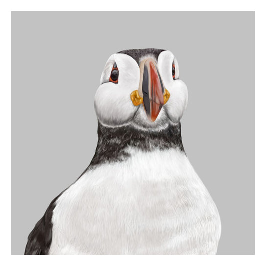 Drawing of a Puffin looking at the viewer against a grey background with a white border