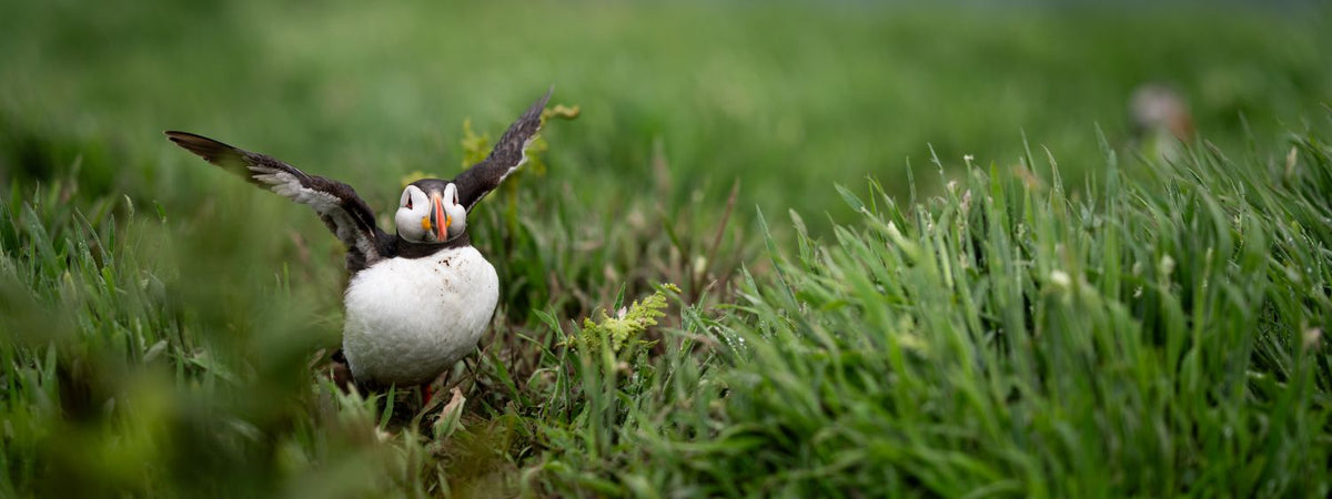 A puffin standing in tall green grass, with its wings slightly raised, in a natural outdoor setting.