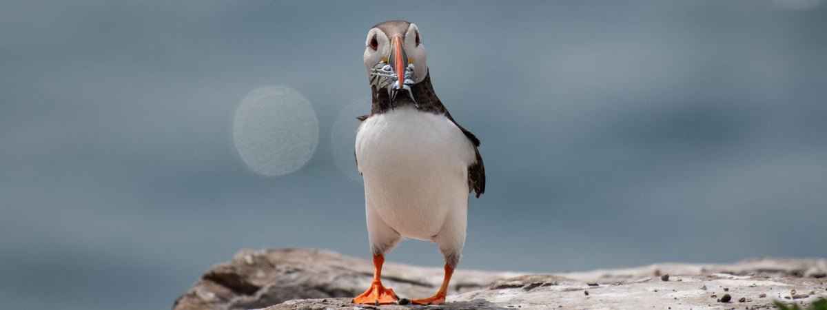 A puffin standing on a rocky outcrop with a blurred blue-gray ocean background.