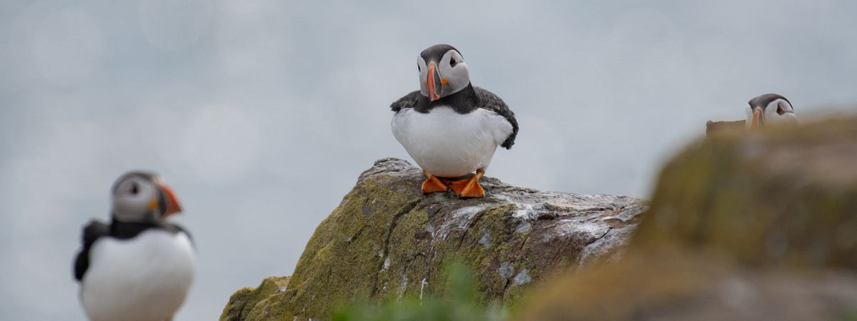 A puffin stands on a mossy rock with other puffins blurred in the background against a soft gray sky.