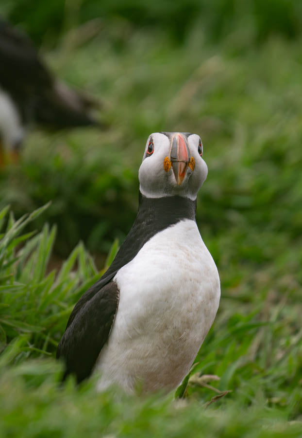 Puffin standing on grass with a blurred background