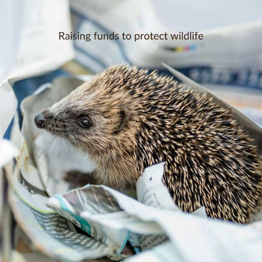 Hedgehog in newspaper with text Raising funds to protect wildlife