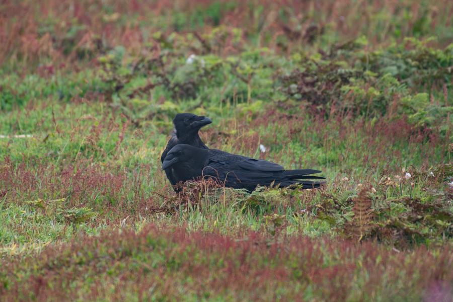 Two Ravens in a grassy field