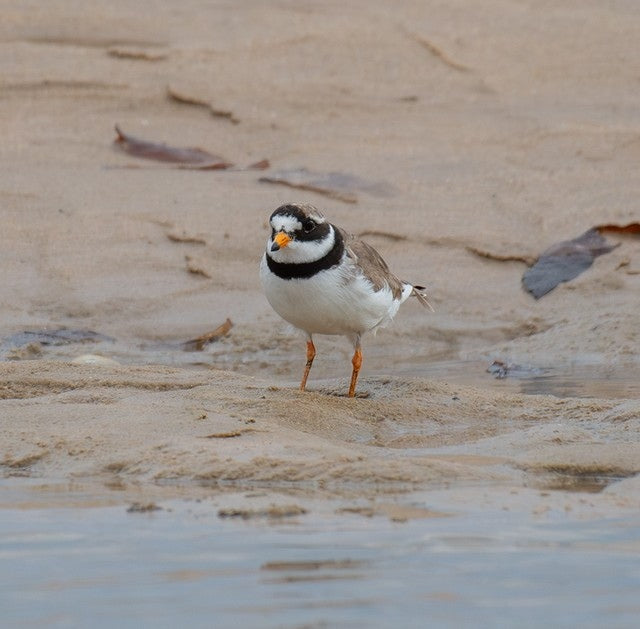 A small shorebird standing on wet sand near shallow water, with sandy beach and scattered leaves in the background.