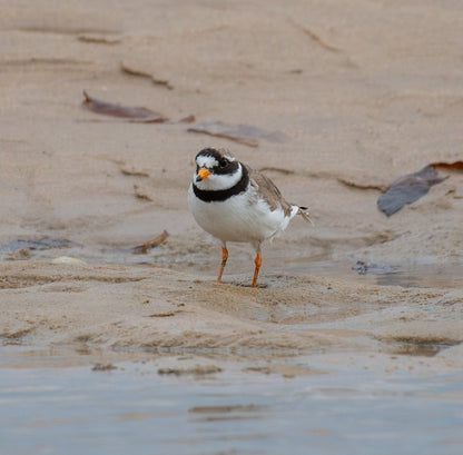 A small shorebird standing on wet sand near shallow water, with sandy beach and scattered leaves in the background.