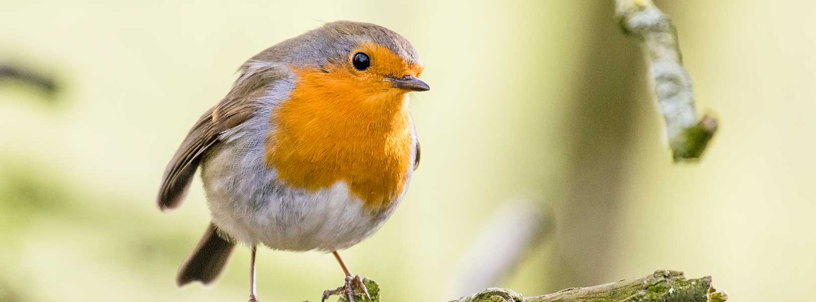 European robin perched on a branch