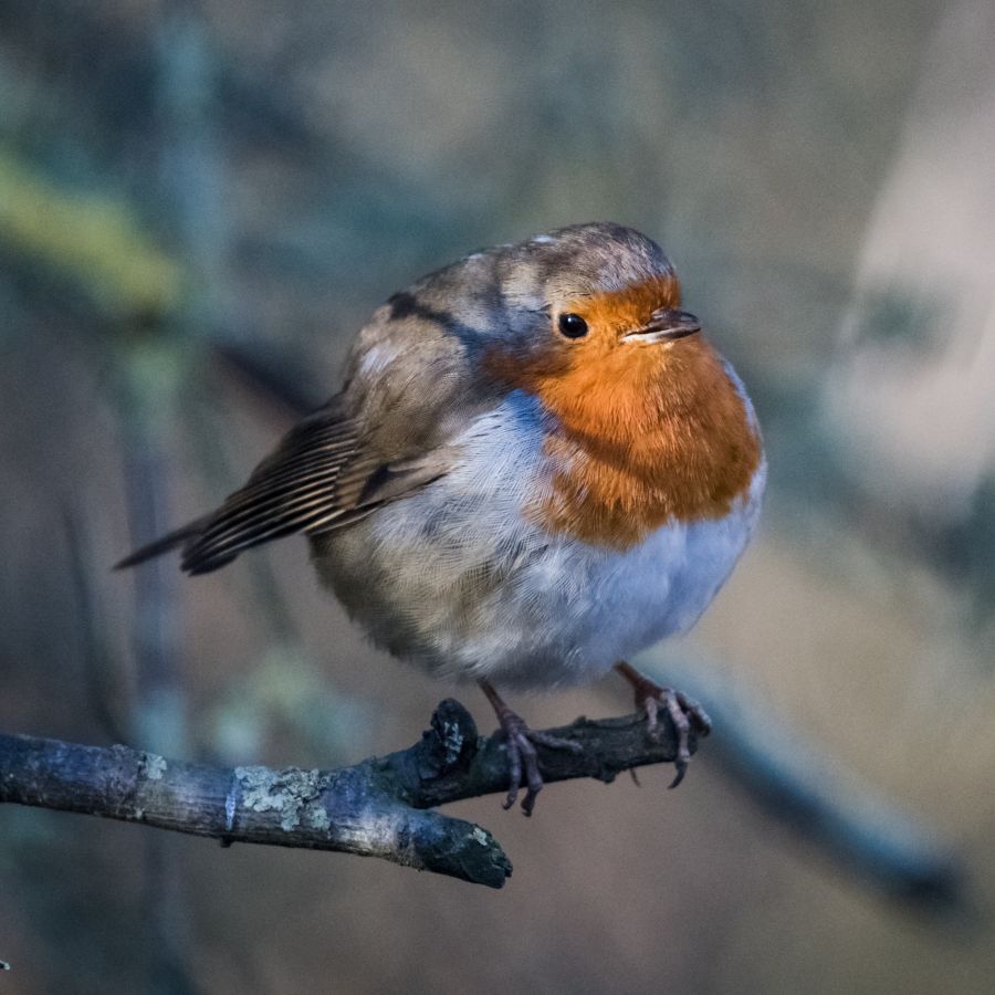 A European robin bird perched on a small branch, with a soft-focus natural background.