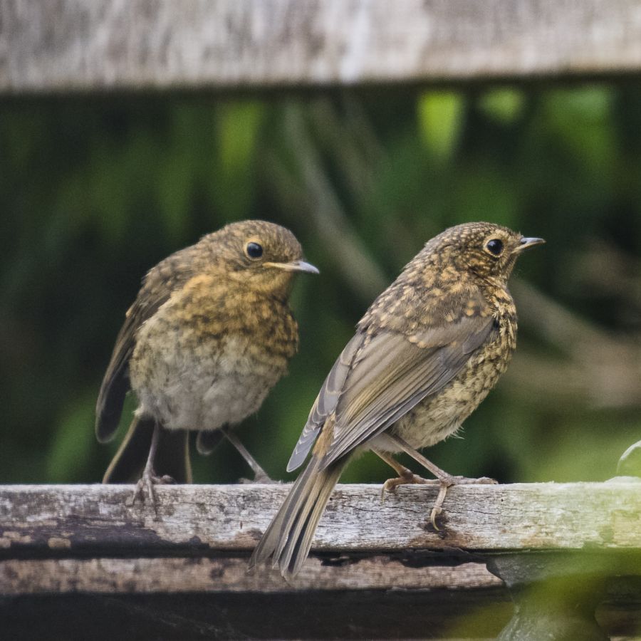 Two Robin Fledglings