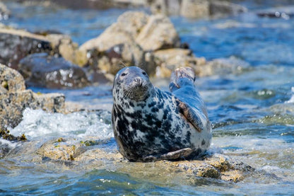 Lounging Seal Gift Set