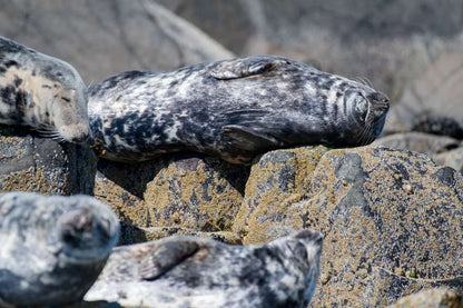 Lounging Seal Gift Set