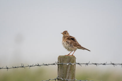 Skylark on a wooden post