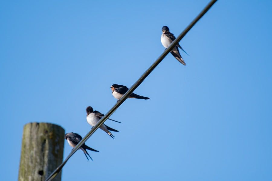 Four small ceramic swallow sculptures perched on a wire against a clear blue sky