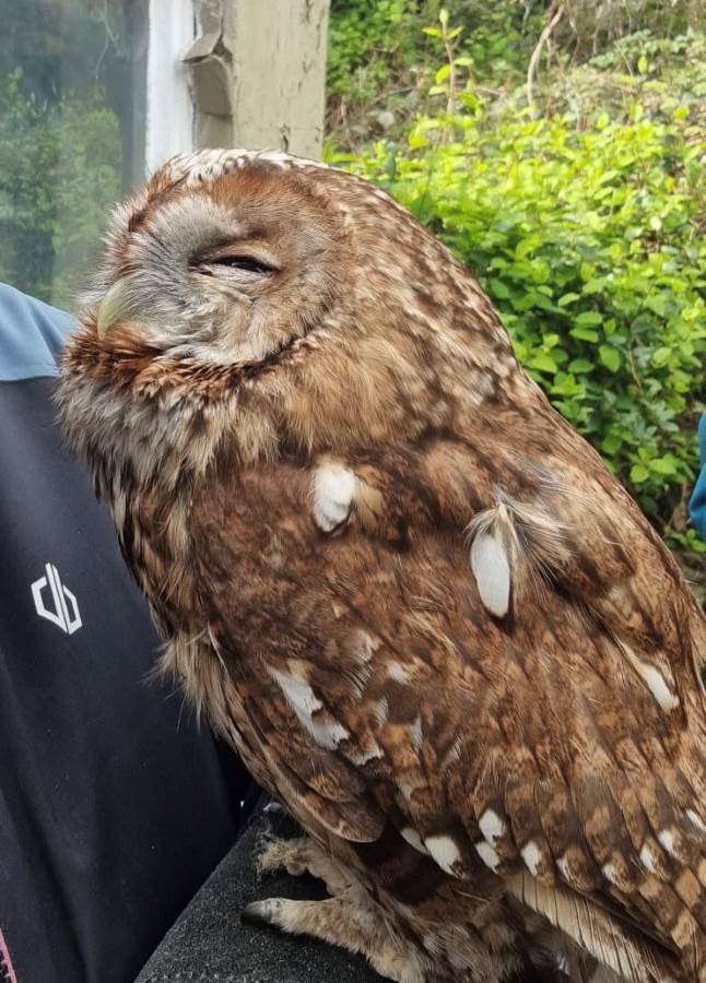 Happy ceramic Tawny owl sculpture - sarahbrabbin