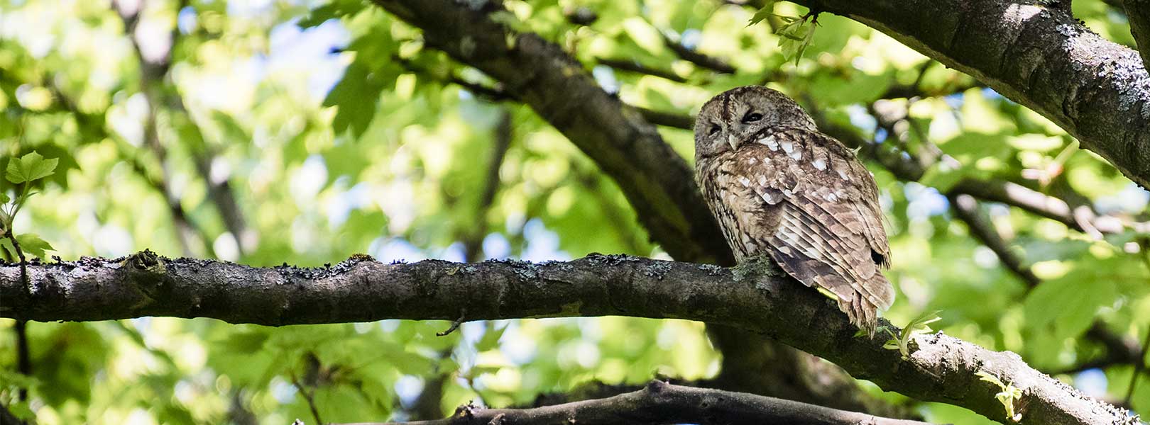 Tawny Owl in a tree