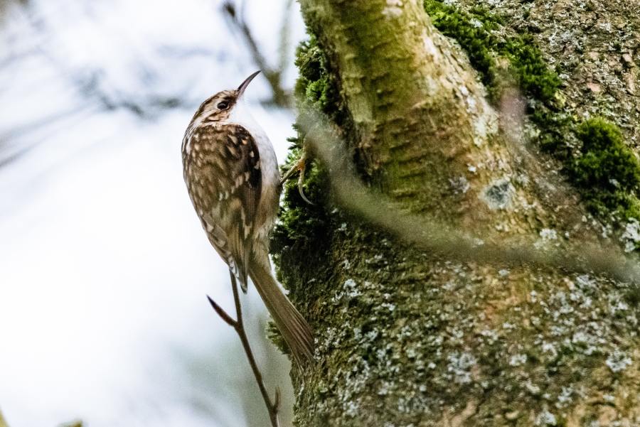 Brown creeper bird with a long beak clinging to a mossy tree trunk