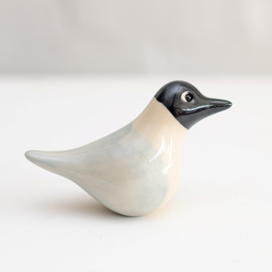 Black Headed Gull