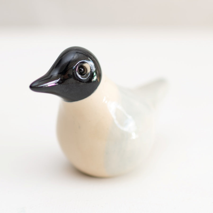 Black Headed Gull