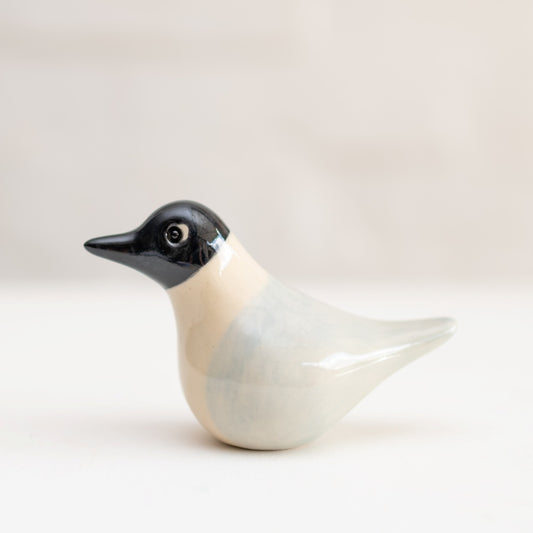 Black Headed Gull
