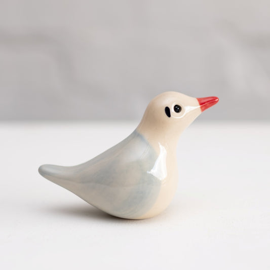 Black Headed Gull - Youngster