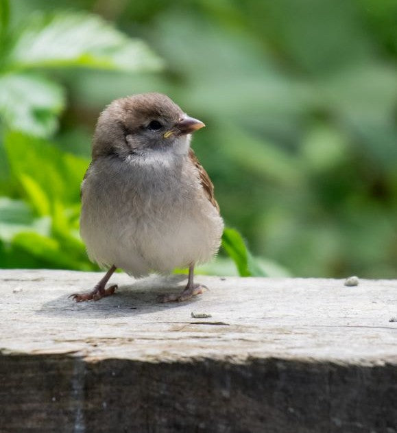 Small Ceramic Sparrow sculpture, original wildlife art