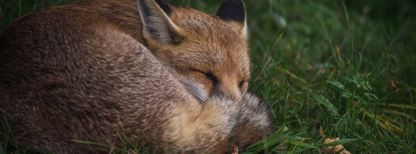 Red fox sleeping curled up in green grass