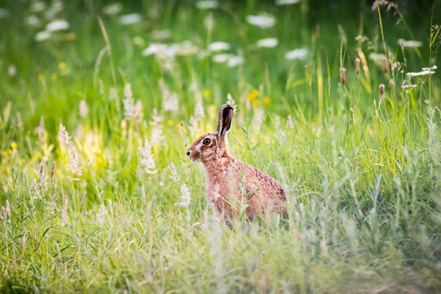 Brown hare in a field of tall green grass and white wildflowers