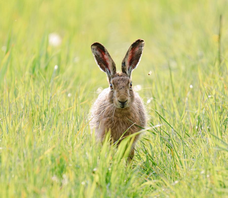Hare running towards the camera in a field of grass