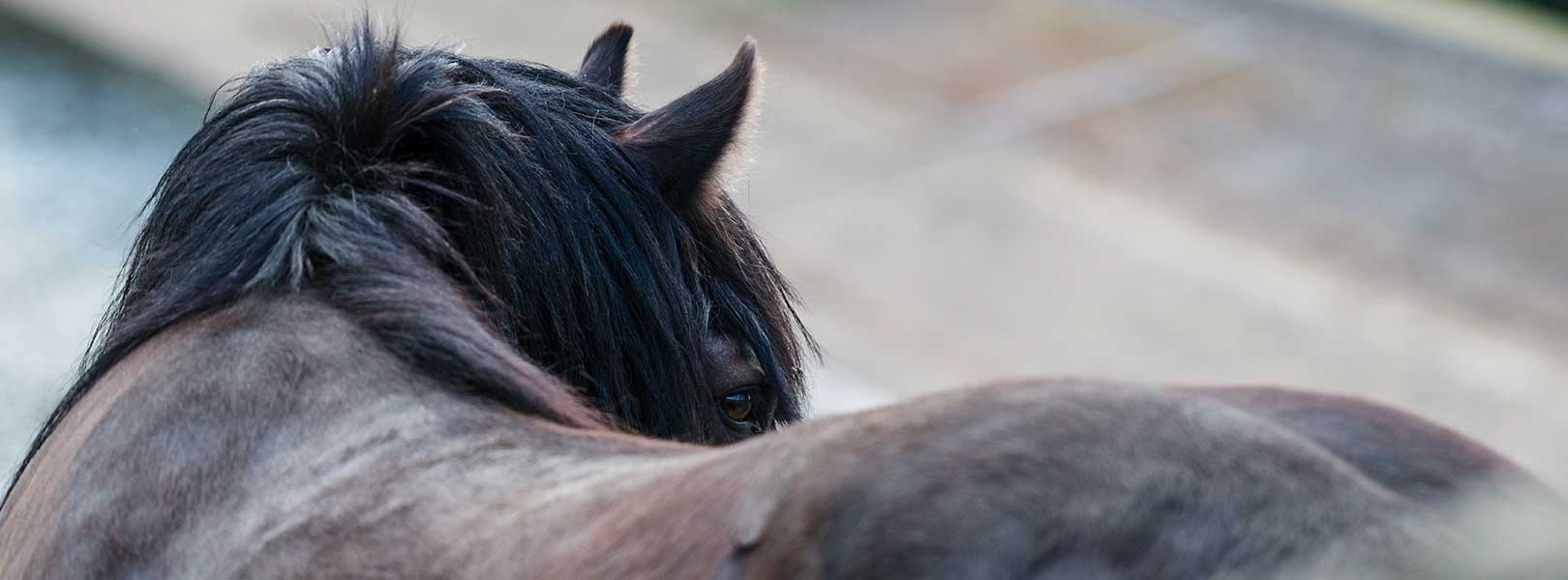 Horse looking to the right
