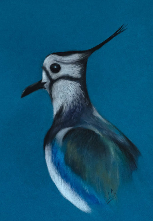 Original Wildlife Art - Charcoal Lapwing