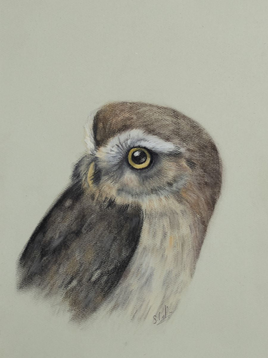 Original Wildlife Art - Charcoal Little Owl