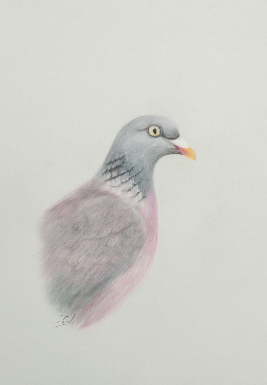 Original Wildlife Art - Charcoal Pigeon