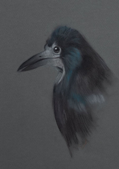 Original Wildlife Art - Charcoal Rook
