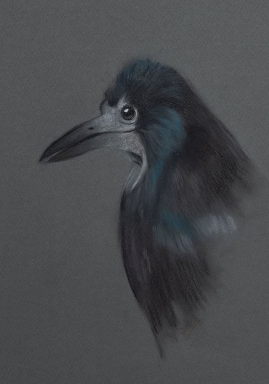 Original Wildlife Art - Charcoal Rook