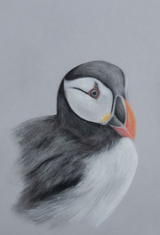 Original Wildlife Art - Charcoal Puffin