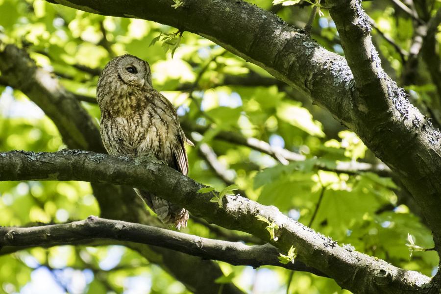 Tawny owl perched on a tree branch with green leaves in the background
