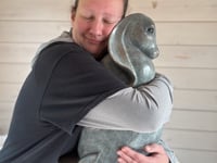 Large Bronze Hare Sculpture - Cast to order
