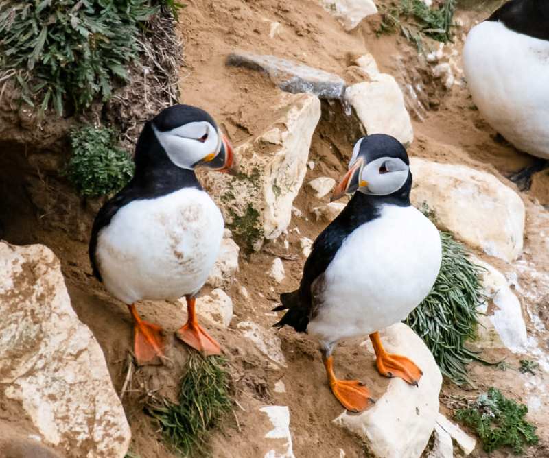 Two puffins standing on a rocky cliffside with green vegetation